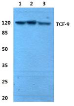TCF9 Antibody in Western Blot (WB)