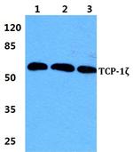 TCP-1 zeta Polyclonal Antibody