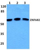 ZNF682 Polyclonal Antibody