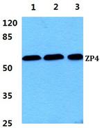 ZP4 Polyclonal Antibody