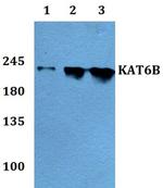 MORF Polyclonal Antibody