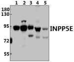INPP5E Polyclonal Antibody