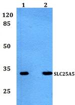SLC25A5 Polyclonal Antibody