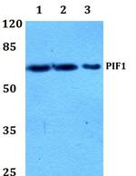 PIF1 Antibody in Western Blot (WB)