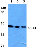 Kir4.1 (KCNJ10) Polyclonal Antibody