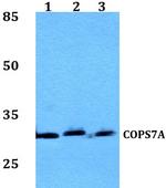 COPS7A Polyclonal Antibody
