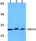 COPS7A Antibody in Western Blot (WB)