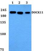 DOCK11 Antibody in Western Blot (WB)
