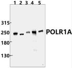 POLR1A Polyclonal Antibody