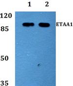 ETAA1 Polyclonal Antibody