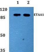 ETAA1 Antibody in Western Blot (WB)