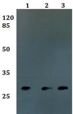 FOLR3 Antibody in Western Blot (WB)