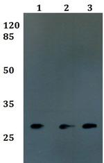 FOLR3 Antibody in Western Blot (WB)