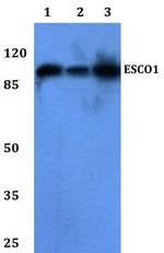 ESCO1 Antibody in Western Blot (WB)