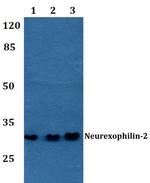 NXPH2 Polyclonal Antibody