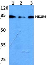 PIK3R6 Polyclonal Antibody