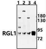 RGL1 Polyclonal Antibody