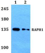 RAPH1 Polyclonal Antibody