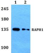 RAPH1 Antibody in Western Blot (WB)