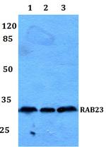 RAB23 Polyclonal Antibody