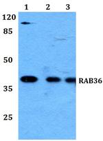 RAB36 Polyclonal Antibody