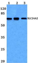 SLC24A2 Polyclonal Antibody