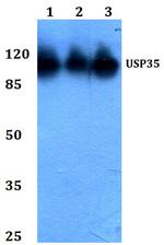 USP35 Polyclonal Antibody