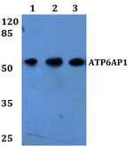 ATP6AP1 Polyclonal Antibody