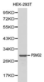 PSMG2 Polyclonal Antibody