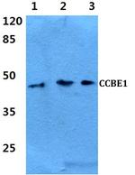 CCBE1 Polyclonal Antibody