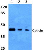 Opticin Polyclonal Antibody