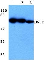 DNER Antibody in Western Blot (WB)