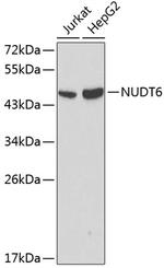 NUDT6 Antibody in Western Blot (WB)