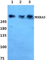 MXRA5 Polyclonal Antibody