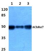 CHRNA7 Antibody in Western Blot (WB)