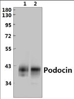 Podocin Polyclonal Antibody