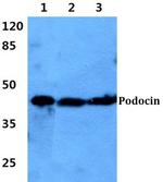 Podocin Antibody in Western Blot (WB)
