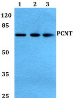 Pericentrin Polyclonal Antibody