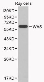WASP Polyclonal Antibody