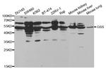 GSS Antibody in Western Blot (WB)