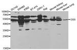 GSS Antibody in Western Blot (WB)