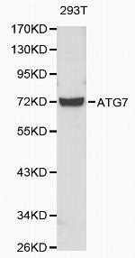 C19orf10 Polyclonal Antibody