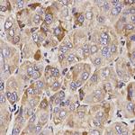GAS2 Antibody in Immunohistochemistry (Paraffin) (IHC (P))