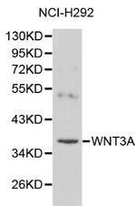 WNT3A Polyclonal Antibody