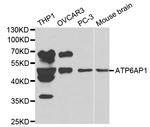 ATP6AP1 Polyclonal Antibody