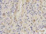 SHMT2 Antibody in Immunohistochemistry (Paraffin) (IHC (P))