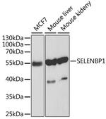 SELENBP1 Antibody in Western Blot (WB)