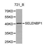 SELENBP1 Antibody in Western Blot (WB)