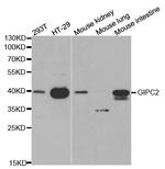 GIPC2 Polyclonal Antibody