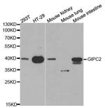 GIPC2 Antibody in Western Blot (WB)
